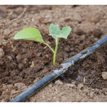 Fertilizante orgánico de la agricultura para las flores y las verduras